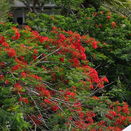 Fraicheur Des Caraibes Appartement Marigot  Buitenkant foto